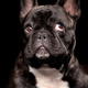 Illustration for article titled Shooting Challenge Pets Gallery 2